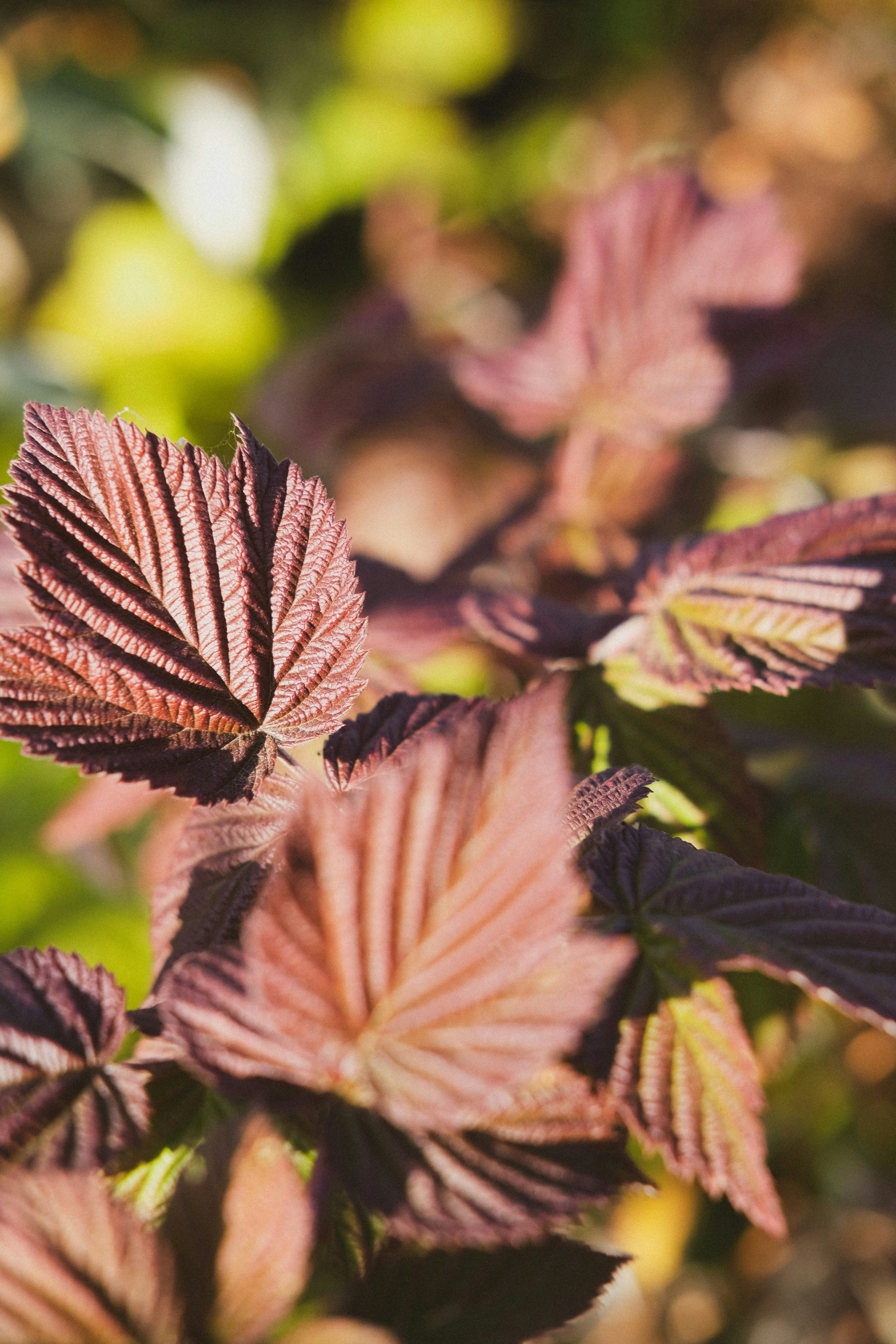 brown and green leaf plant